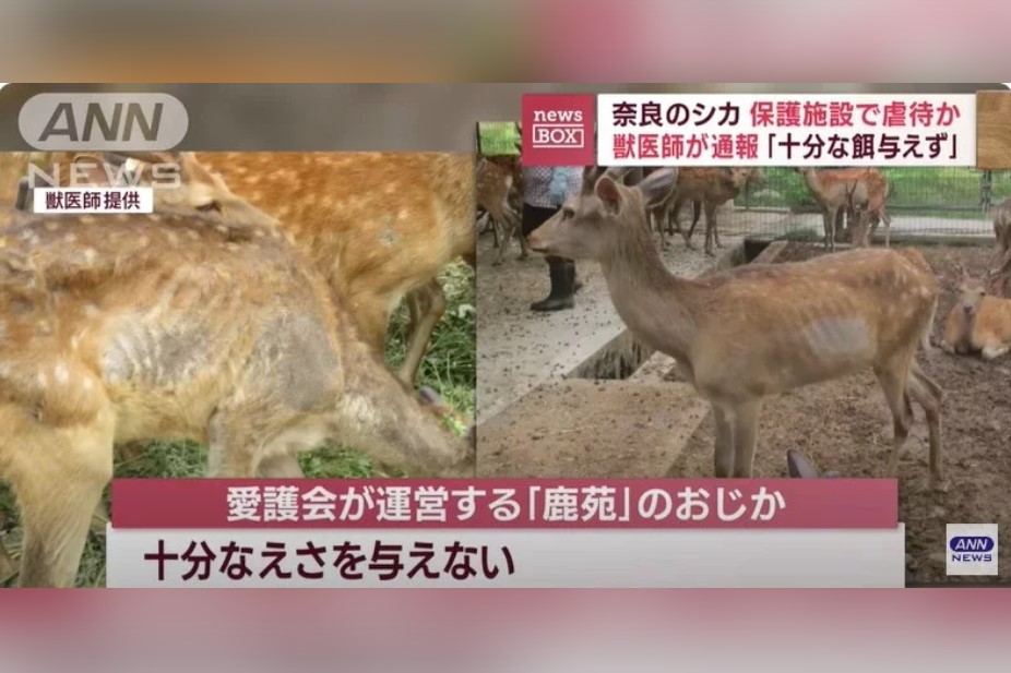 奈良友善鹿群背後的虐待指控引發震撼