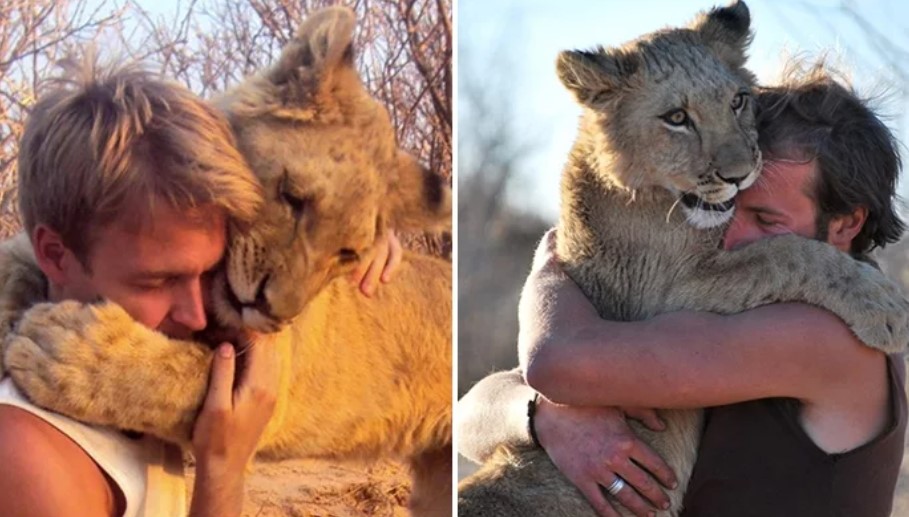 孤兒幼獅的感人重逢：野放後仍記得恩人的巨獅擁抱