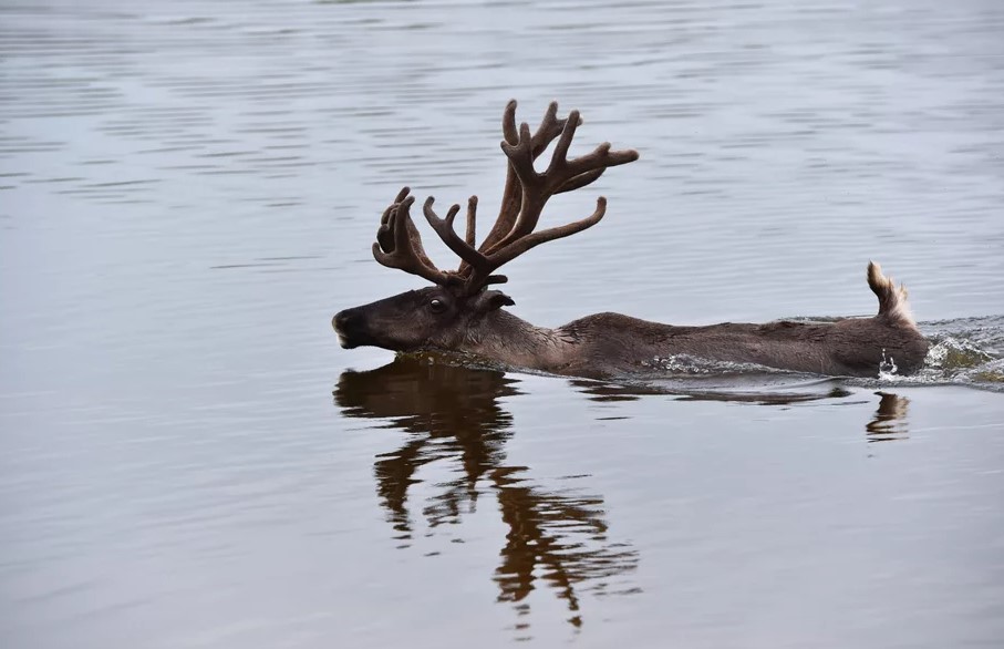 救援奇蹟：兩隻鹿濒危漂浮海中，距離岸邊6公里！