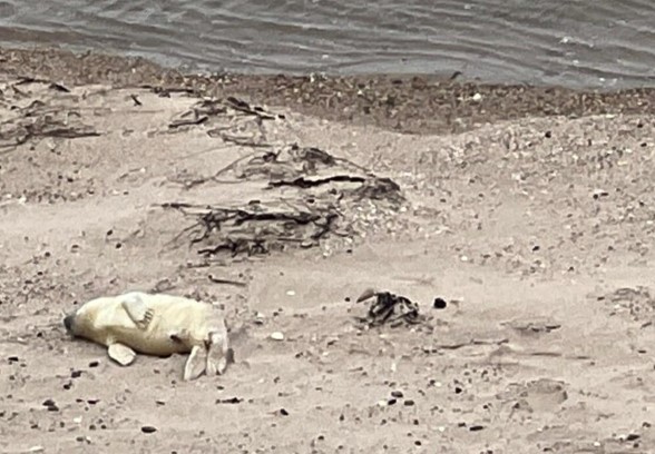 救援幼年海豹：遛狗偶遇海灘白點