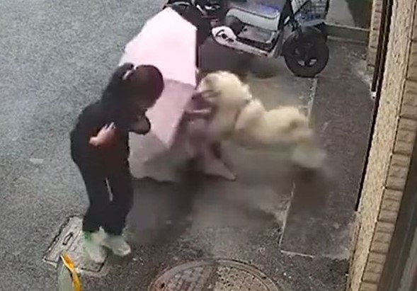 無辜的寵物犬突然攻擊婦人，驚悚一幕令人震驚