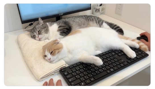 爸爸工作疲憊，2隻蘇格蘭貓「鍵盤睡夢中」：網友心療癒