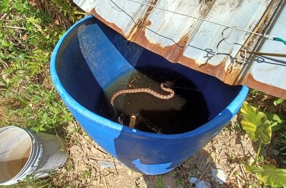 蓄水桶驚見龜殼花！大蛇非消暑，而是為了捕食