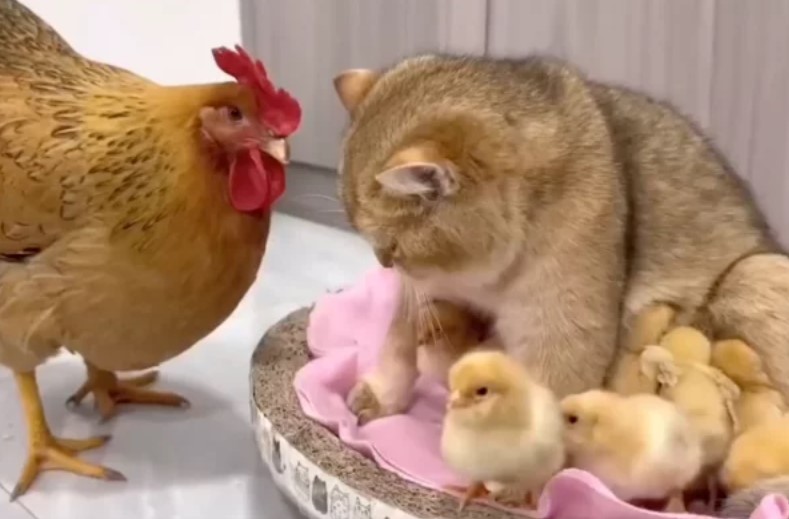 貓咪霸占雞窩，擁抱小雞引來雞父母的靈魂拷問