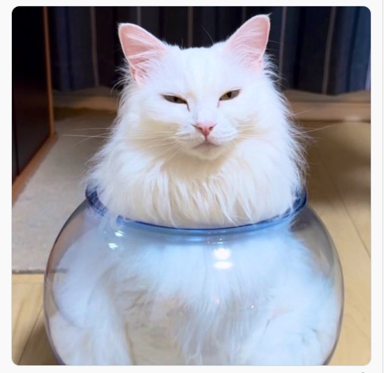 貓咪魔法！仙氣白貓變身香濃鮮奶，液體化姿態笑翻百萬網友