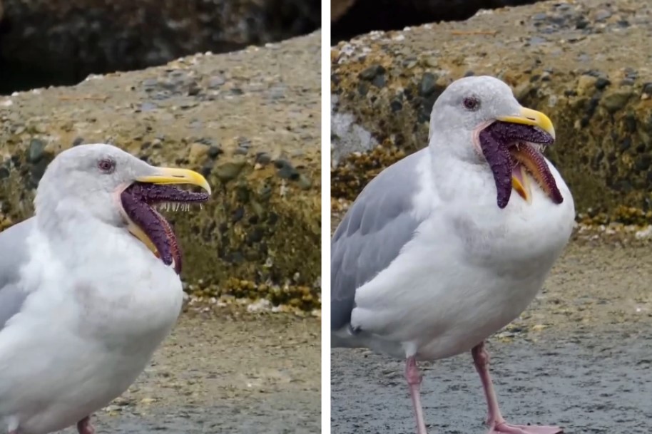 驚悚影片揭秘：「殭屍海鷗」嘴巴伸出異形觸手的真相