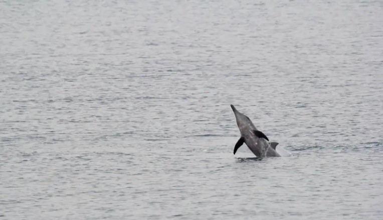 高雄港碼頭發現海豚，海保署：將根據情況進行救援和應變措施