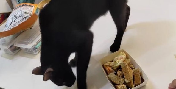 黑貓Kiki聞到臭豆腐「做出令人捧腹」的舉動，成為網路熱門笑點