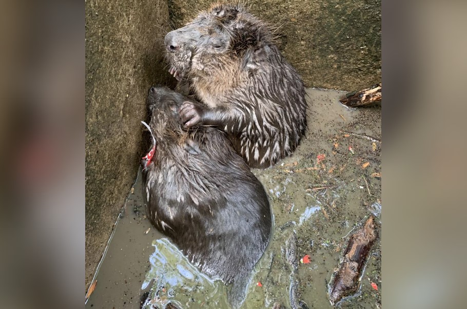 「排水溝救援」英國野生動物志工意外發現國寶級河狸！