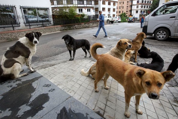 不丹成就全國浪犬絕育：15萬犬完成結紮與疫苗接種