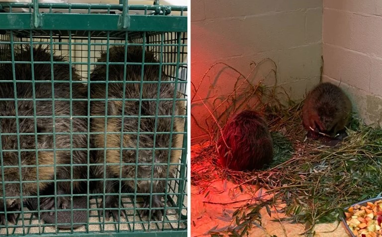 兩隻河狸帶到皇家防止虐待動物協會（RSPCA）接受治療和恢復體力
