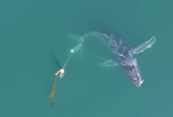 成功解救困於蟹籠與繩索的座頭鯨，重獲自由
