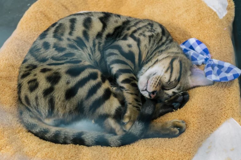 揭開貓咪睡姿的神秘面紗：獸醫解析4種姿勢背後的心理狀態