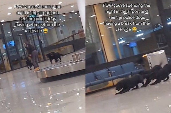 機場驚見警犬下班玩耍場景！逗趣影片分享萌翻網友