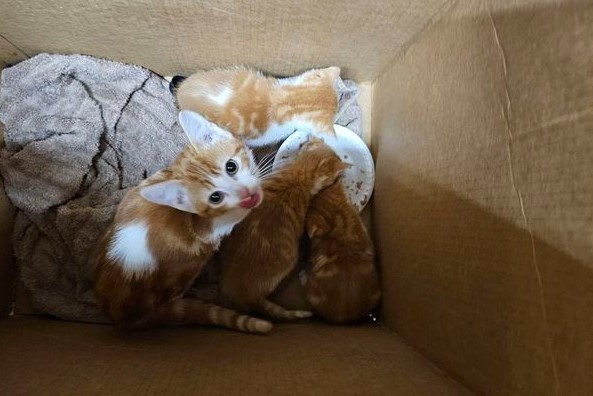 紙箱中發現了四隻虛弱的小貓