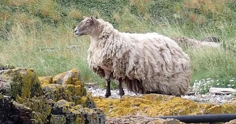 菲奧娜的奇幻冒險：英國孤獨綿羊獲救，竟因過胖擾人驚奇