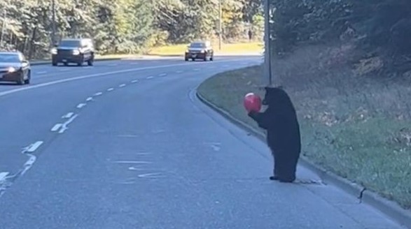 調皮小黑熊愛玩氣球！媽媽無奈又可愛的母子互動