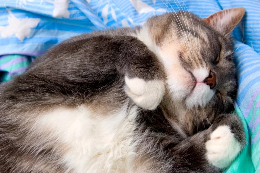 貓咪的睡姿不僅受情緒、舒適度和生理狀態